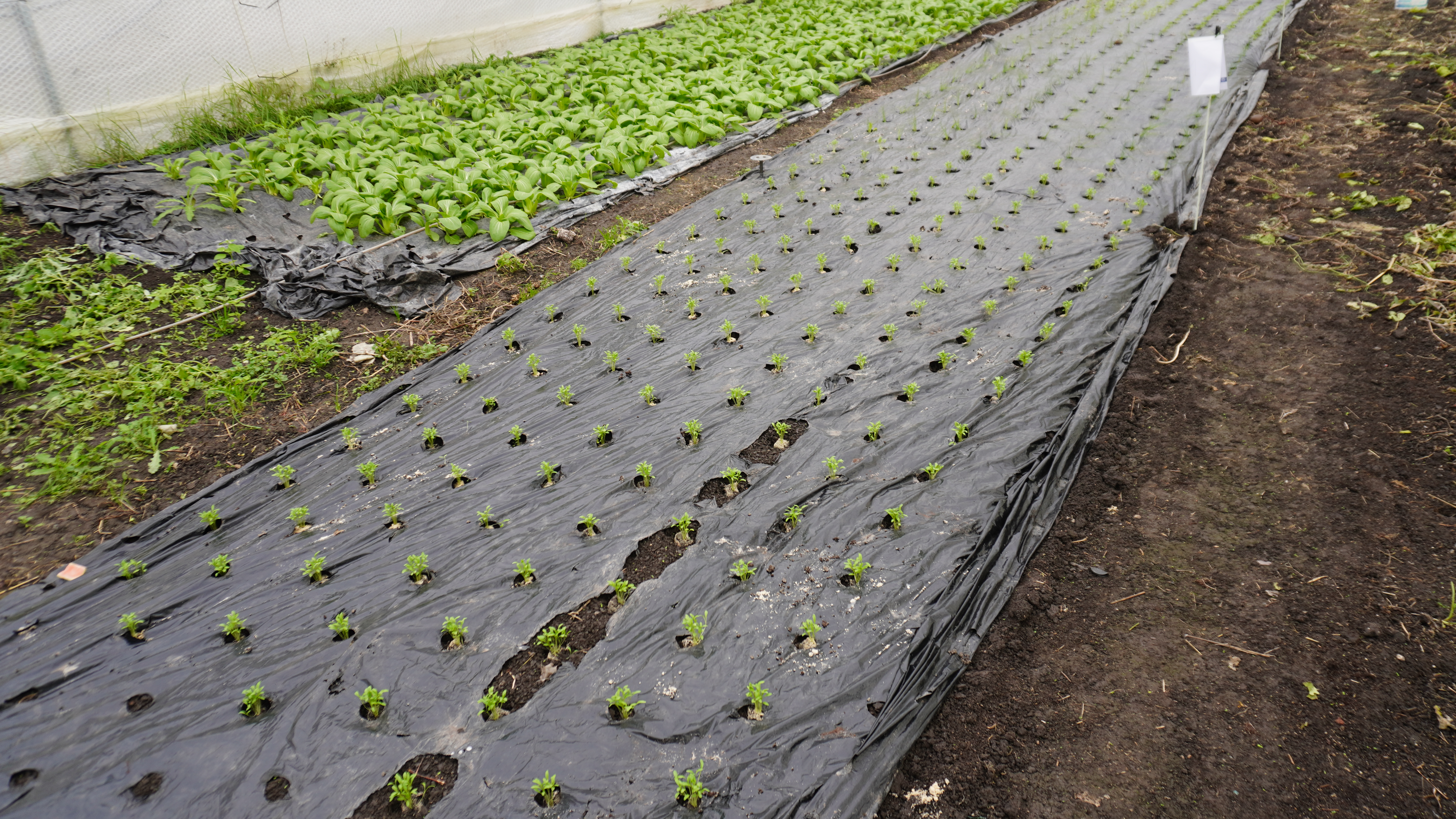 Prairie agricole avec couverture végétale